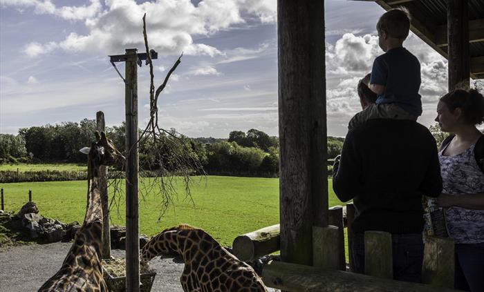 Folly Farm